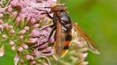 Hornissen-Schwebfliege (4).jpg